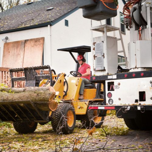 How to Negotiate Tree Removal Costs