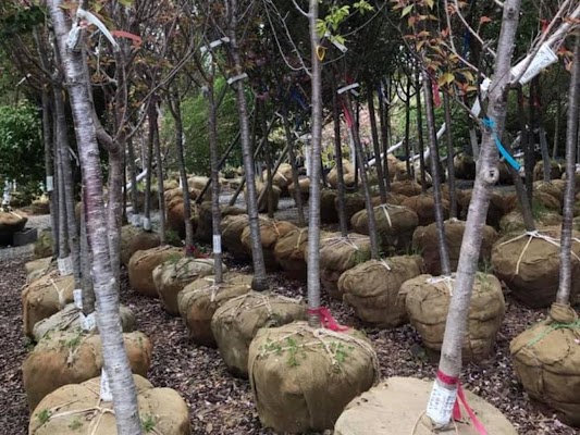 How to Spot a Tree That Needs to be Removed?